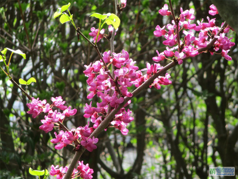 File:Real flowers Suoh 05.jpg