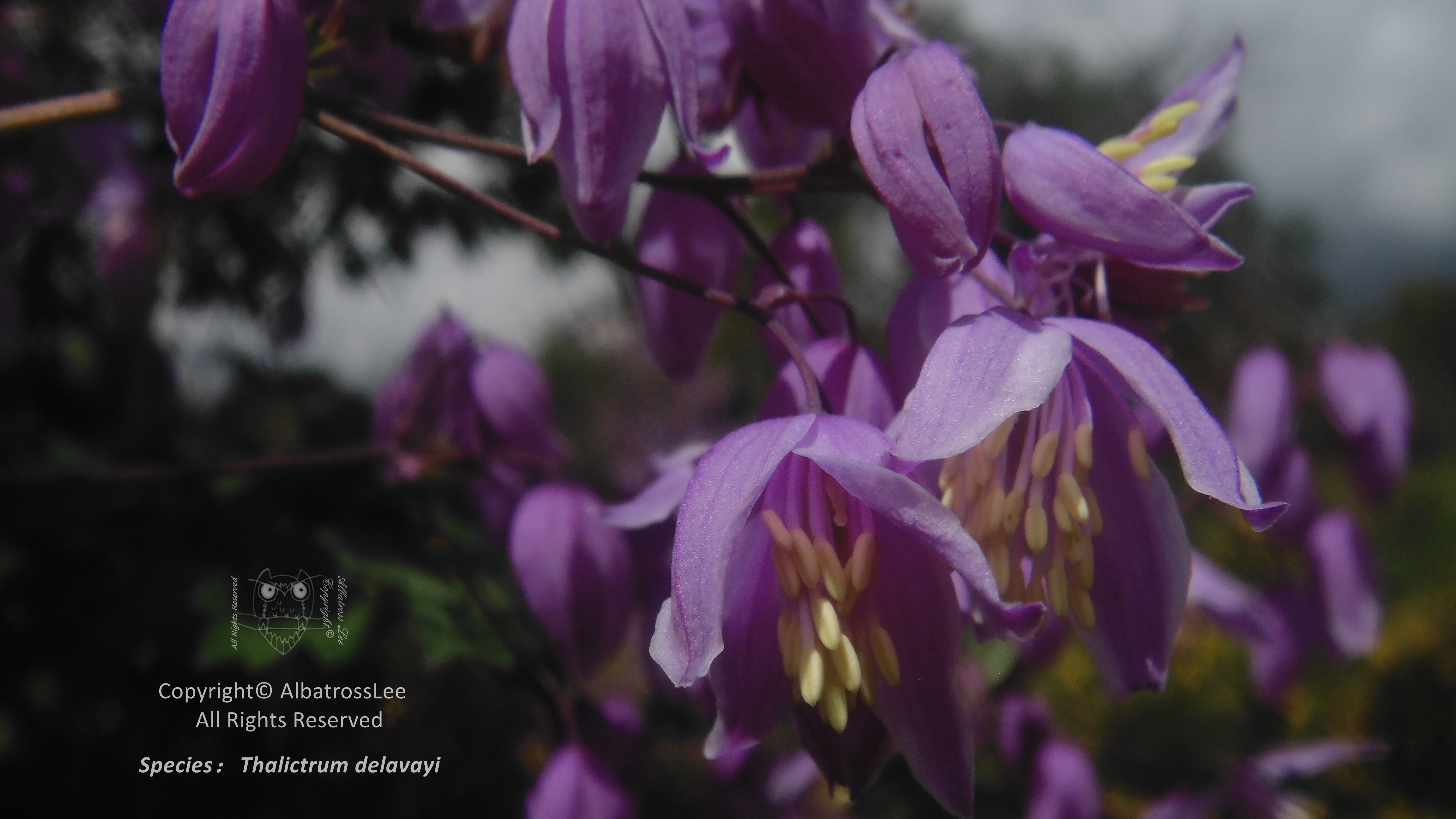 Thalictrum_delavayi-Wallpaper.jpg