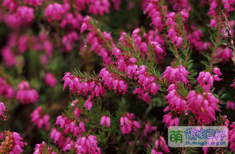 欧石南(Erica carnea)