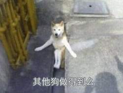 一条狗