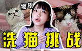 洗猫挑战
