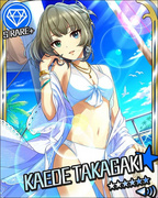 白南风的淑女 SR+