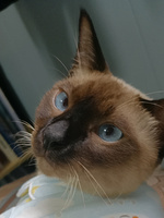 路易的现实原型