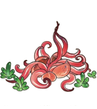 原作中的触手怪