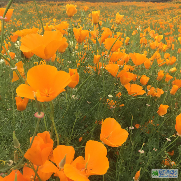 File:Real flowers Rikka 05.jpg