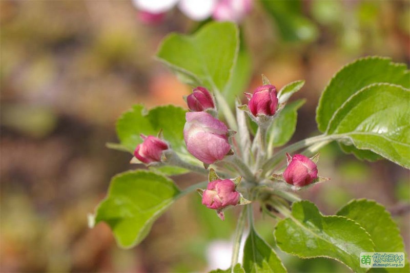 File:Real flowers Ringo 01.jpg