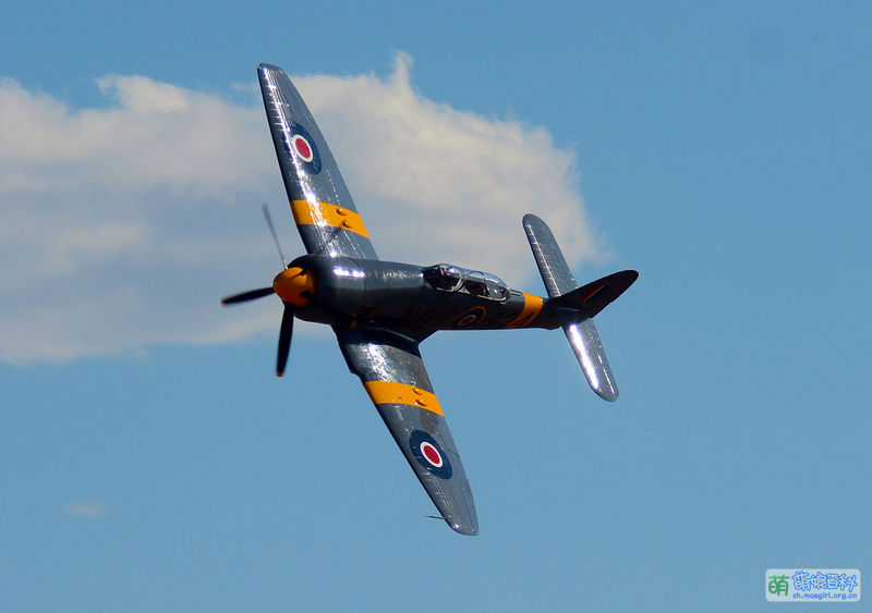 File:71 TMK Sea Fury N71GB Sawbones 2014 gold photo D Ramey Logan.jpg