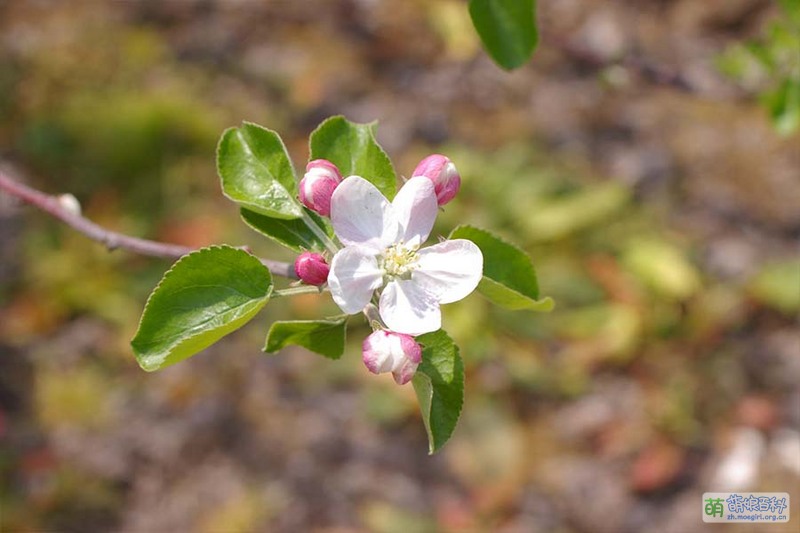 File:Real flowers Ringo 04.jpg