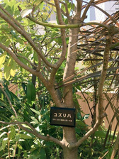 这是西口有香小姐（某位的声优）偶然遇到的(*⁰▿⁰*)[8]