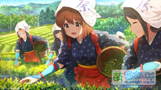 なごみのお茶 SSR