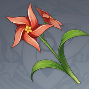 风车菊.png