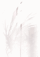 三觉后上Buff的插图