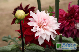 高城美津小姐图[7]