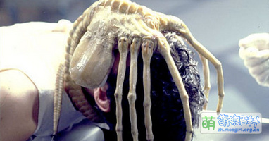 抱在人头上的抱脸虫