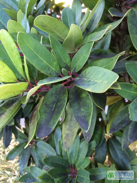 File:Real flowers Yuzuriha 08.jpg