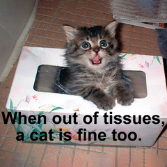 没有纸巾时，猫也可以